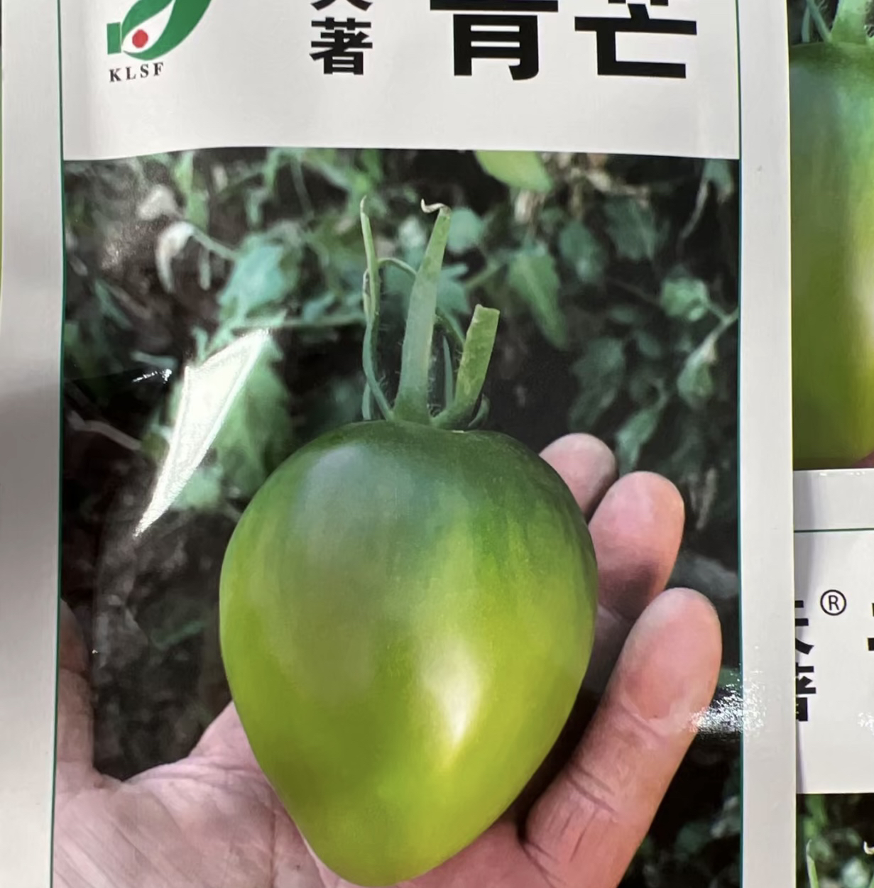 天著青芒柿种子100粒