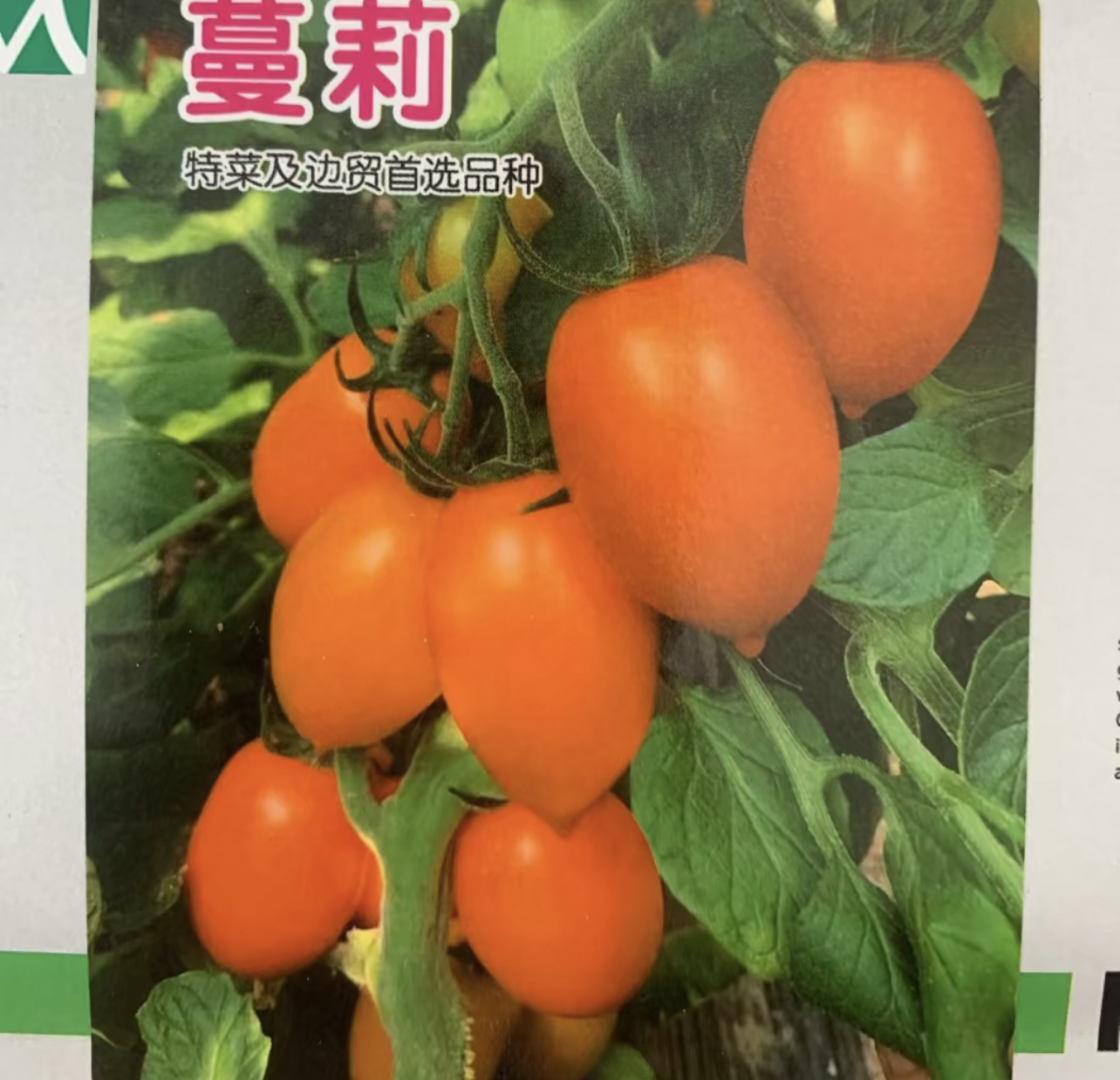 蔓莉柿子籽表皮光滑 甜面起沙