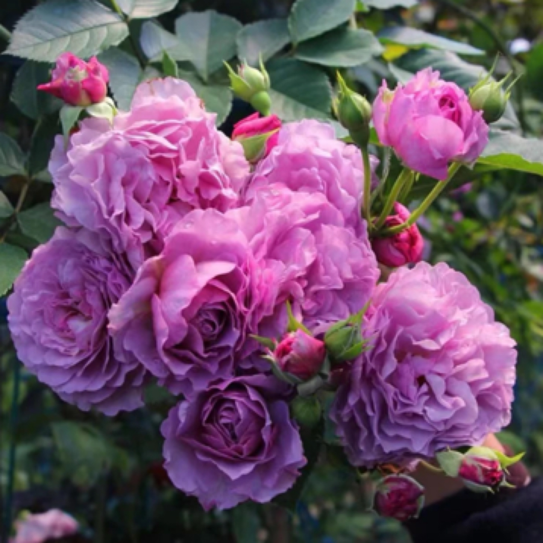 （薰衣草花环）多季节重复开花大型藤本爬墙月季大苗阳台庭院种植