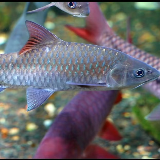 云南红尾桥街黄尾桥街新光唇吉罗大型鱼风水鱼原生鱼冷水观赏鱼