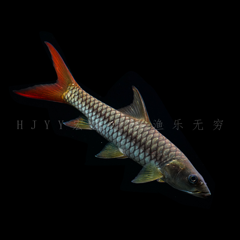 印度皇室金尼泊尔皇室金结鱼金色系精品鱼原生鱼观赏鱼养殖广温鱼