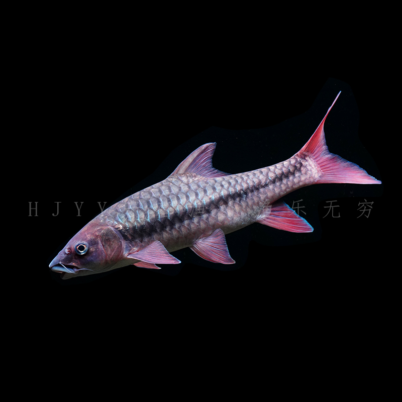 云南中国结鱼红翅膀橙翅精品国结红吉罗红色系吉罗鱼原生鱼观赏鱼