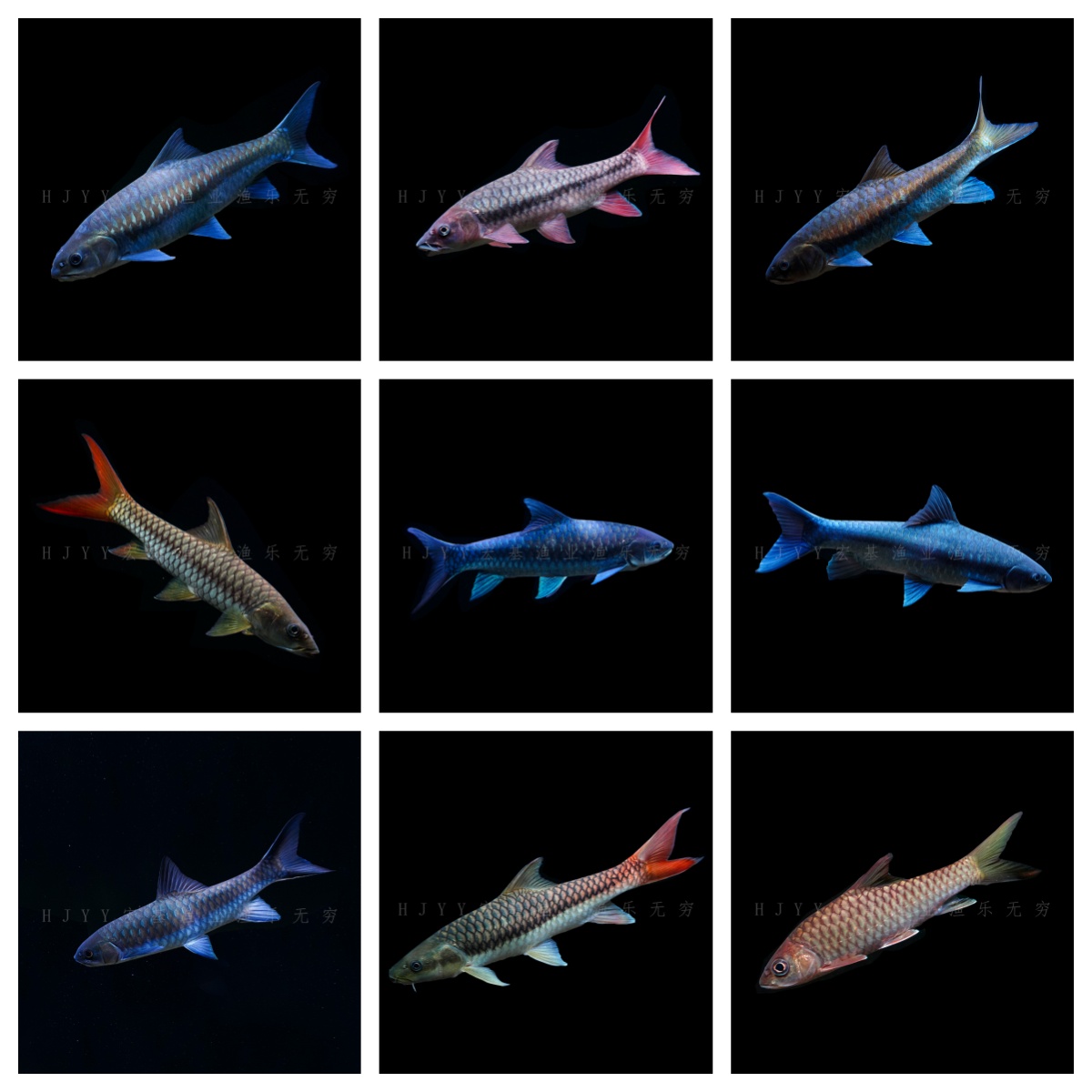 【新手吉罗套餐】入门推荐吉罗观赏鱼苗子套餐