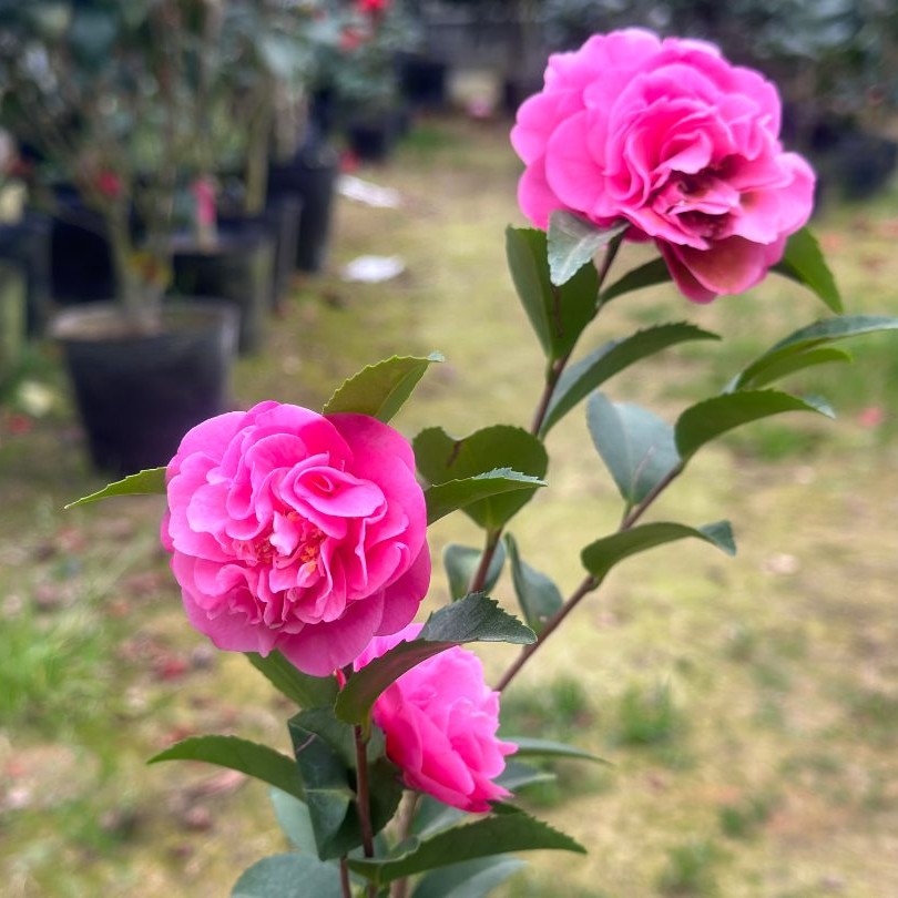 芙蓉香波茶梅名贵珍稀品种带香味山茶盆栽苗福建对版包邮基地直发