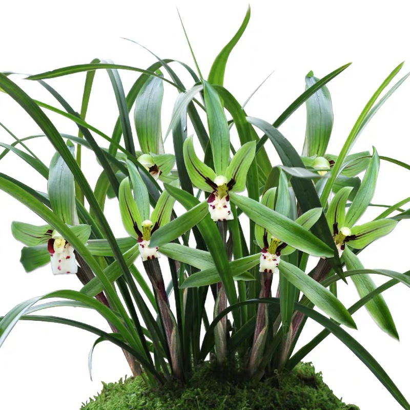 直播间兰花下单链接2