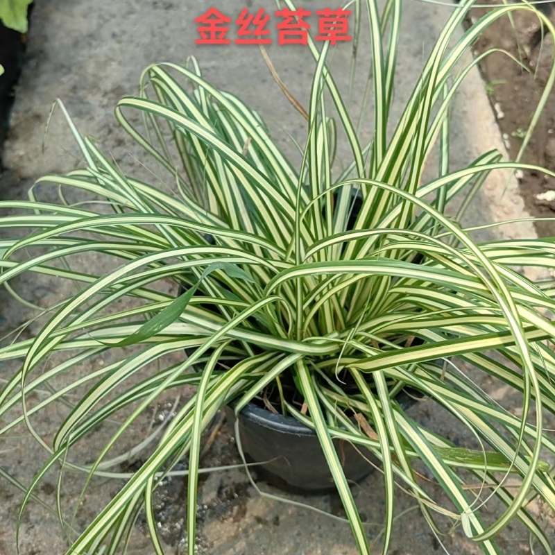 花境植物别墅庭院阳台花园路边植物净化空气盆栽四季常青