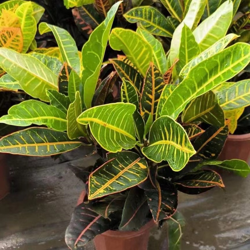 徐小姐花镜变叶木七彩变色木苗阳台庭院耐寒耐热花卉