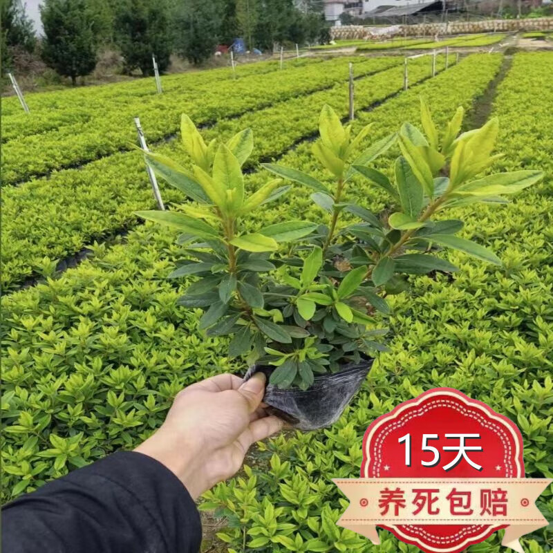 毛杜鹃苗映山红树苗庭院别墅绿化杜鹃花苗毛娟夏鹃毛鹃球苗木h 40