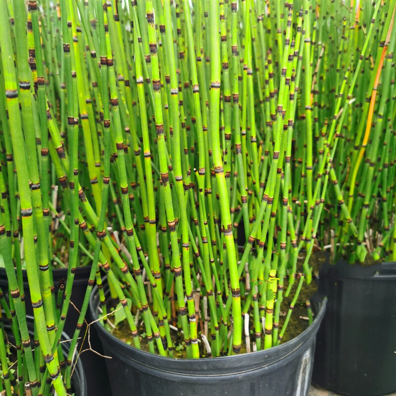 鱼池水生植物水培池塘造景水生植物木贼盆栽水陆两生趣味园林