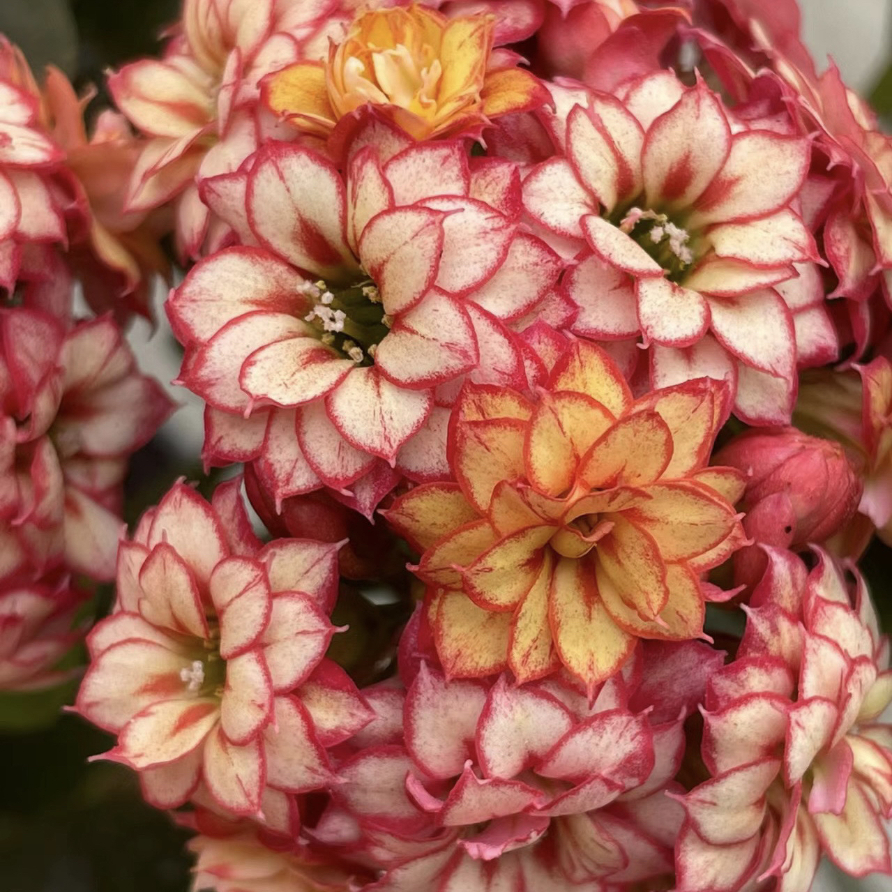 【大花彩霞】重瓣长寿花复色好养美观盆栽