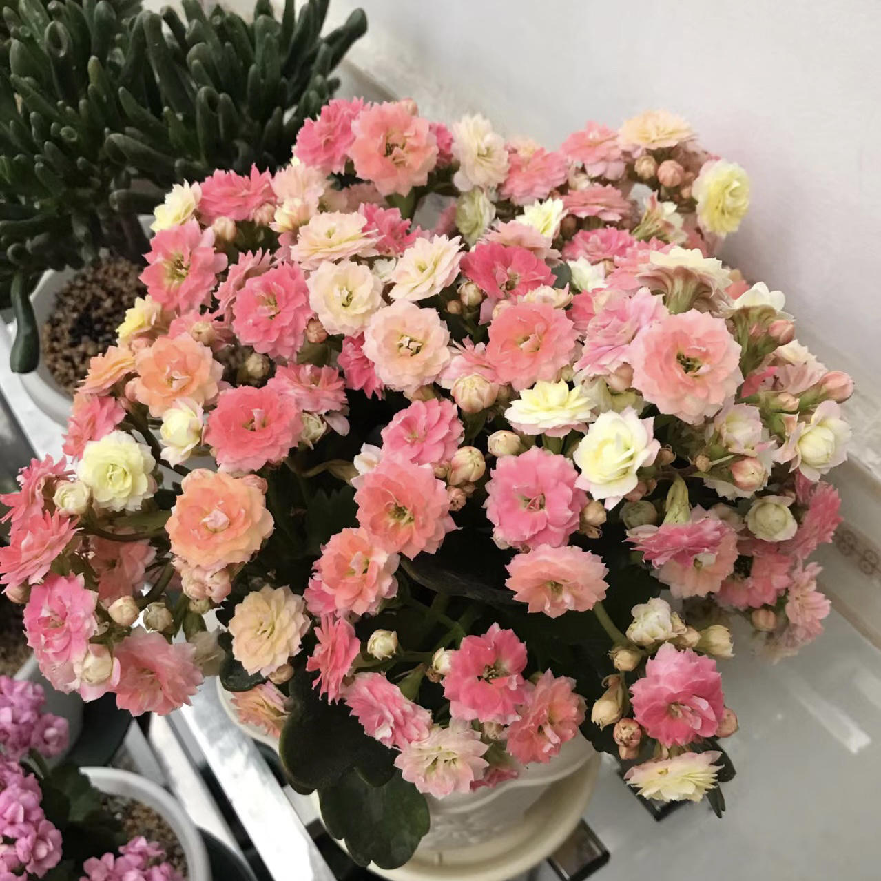 【大花七彩毛绒】重瓣变色长寿花盆栽好养包邮