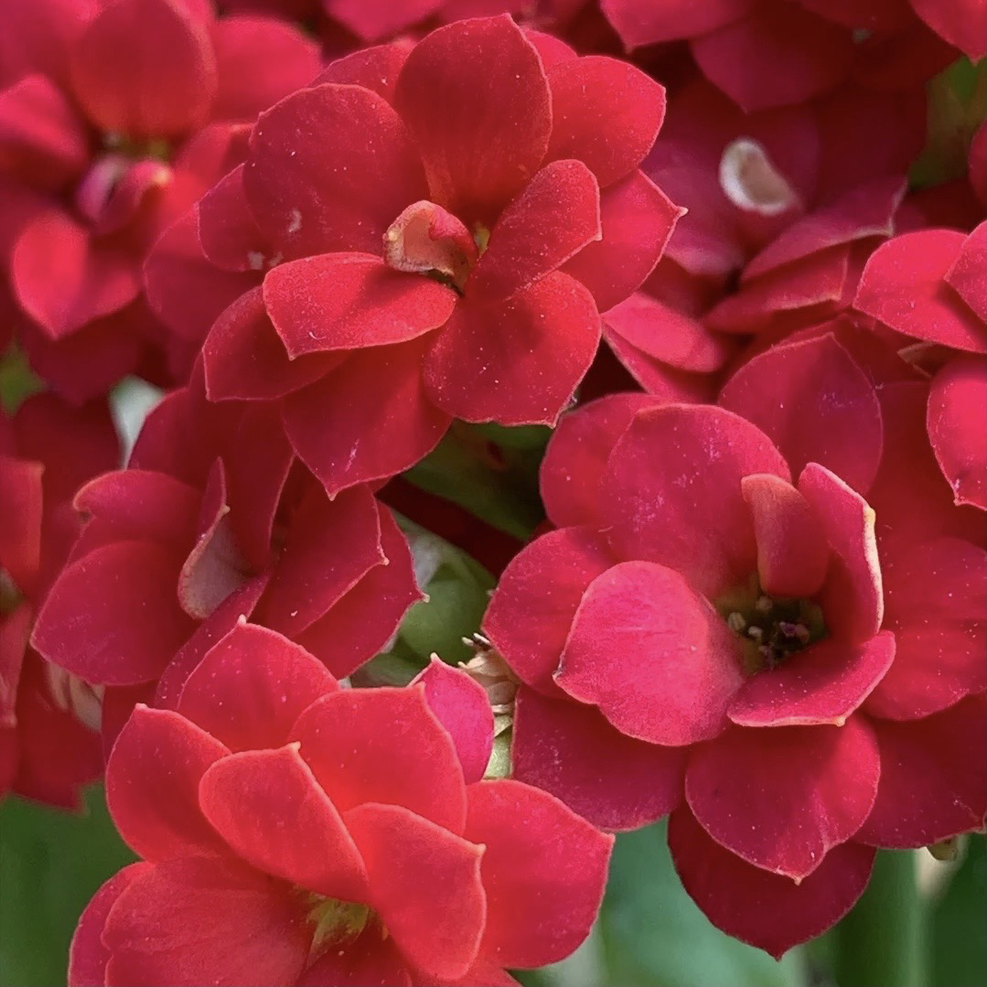 【红狐狸】重瓣丝绒质感红色长寿花好养盆栽