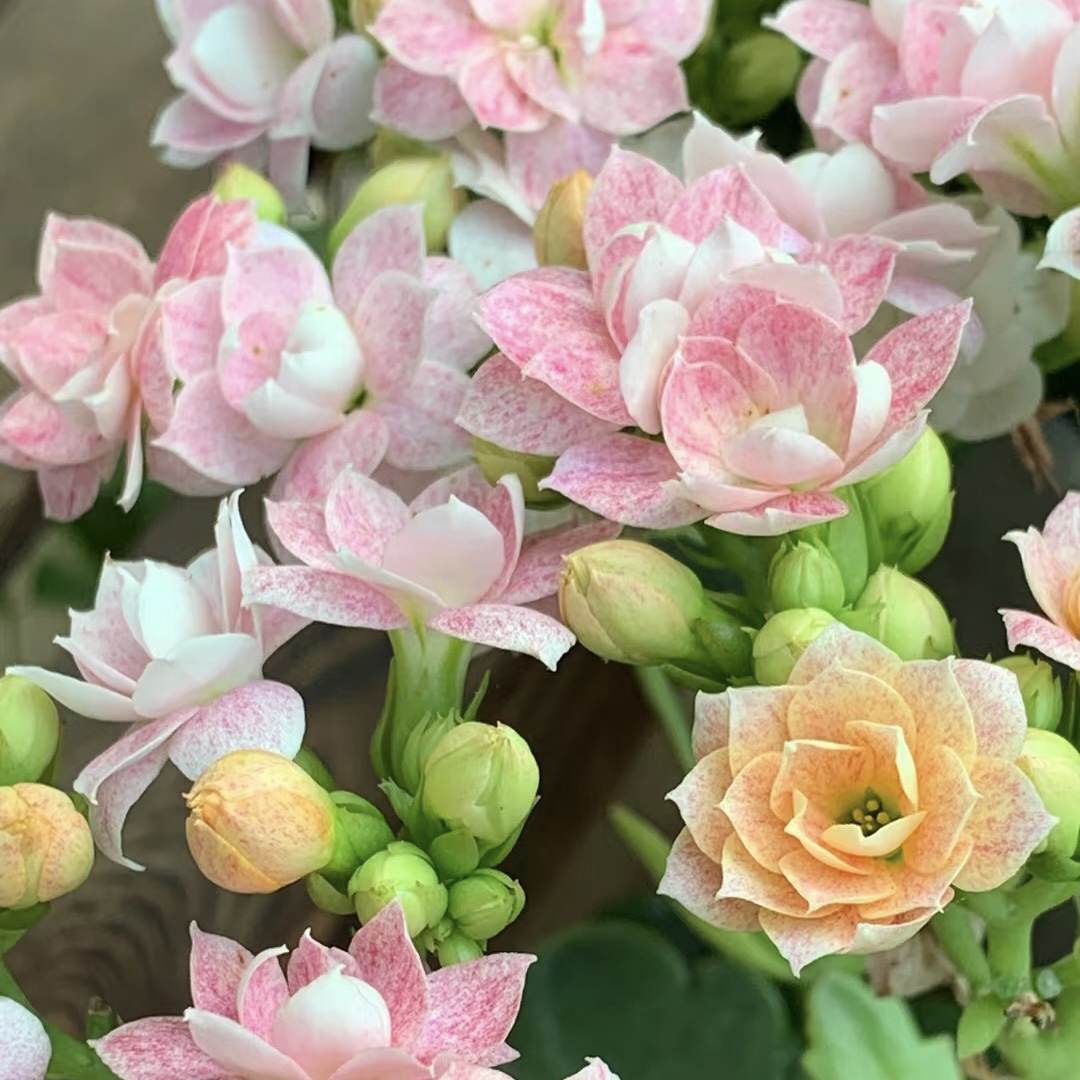 【奶油睡莲】重瓣稀有品种长寿花盆栽
