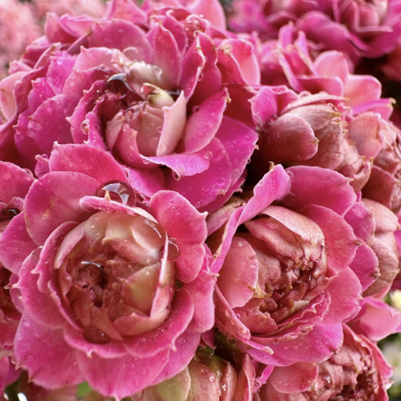 【超大花长相思】重瓣粉花期长长寿花室内盆栽