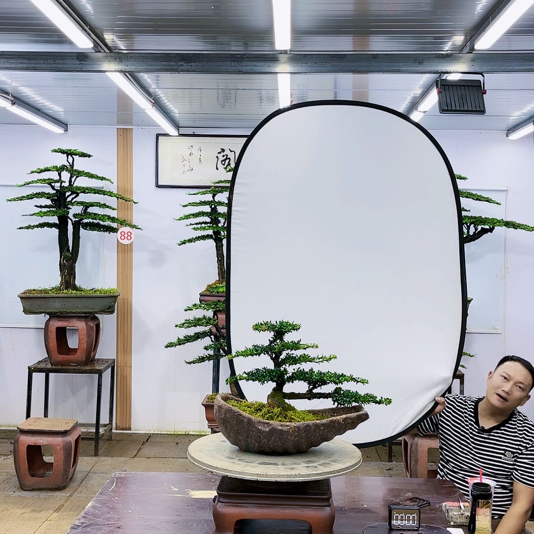 盆景欢迎大家一起来捡漏