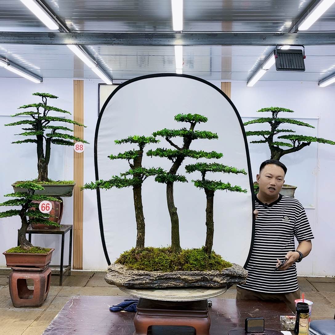 盆景欢迎大家一起来捡漏