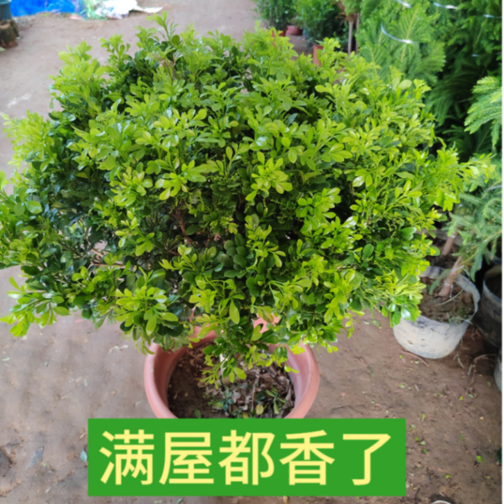 米兰花盆栽花卉植物室内四季开花带花苞浓香好养老桩盆景驱蚊绿植