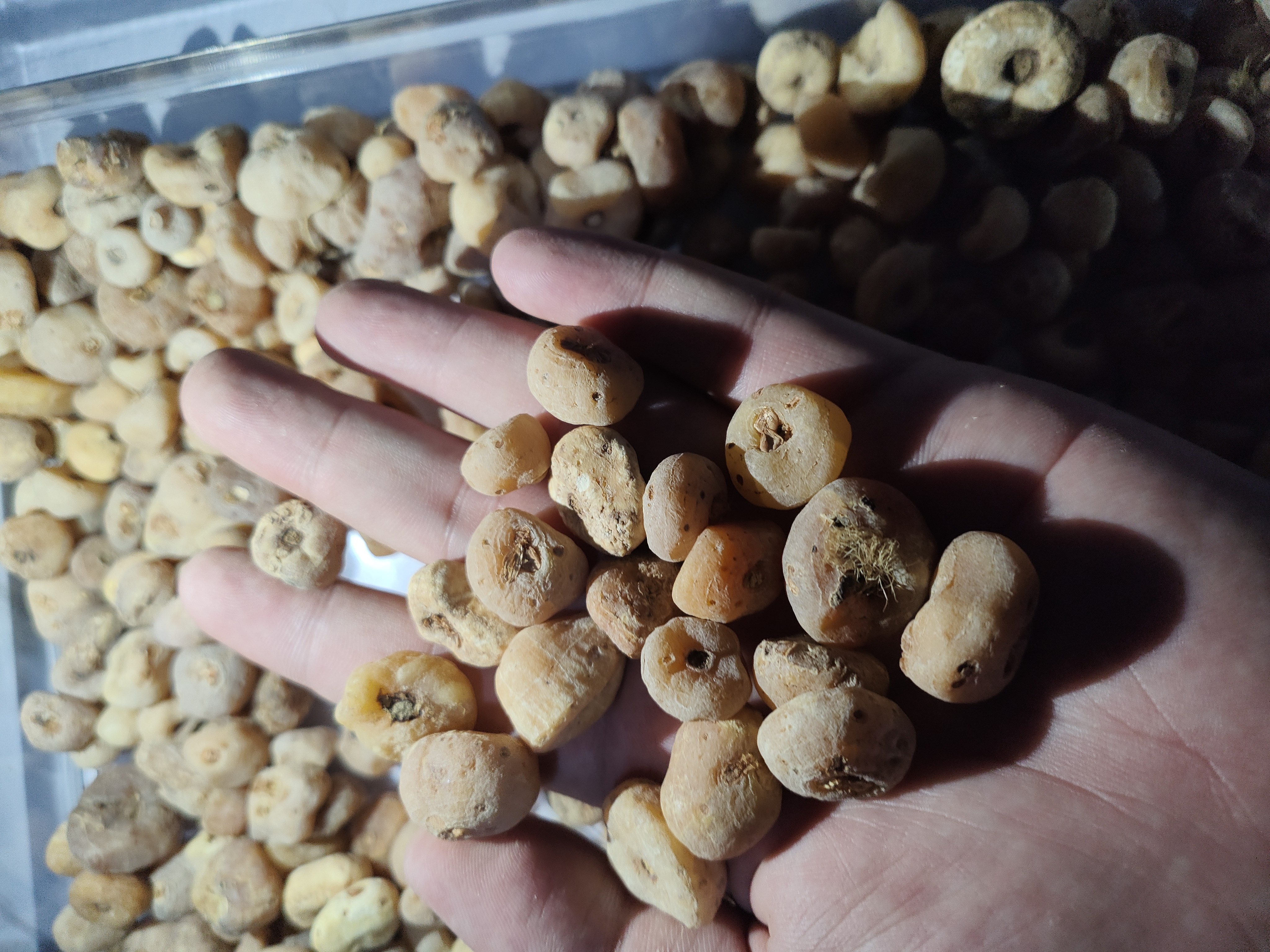【现收好物】王 皇 丹 菇 150g