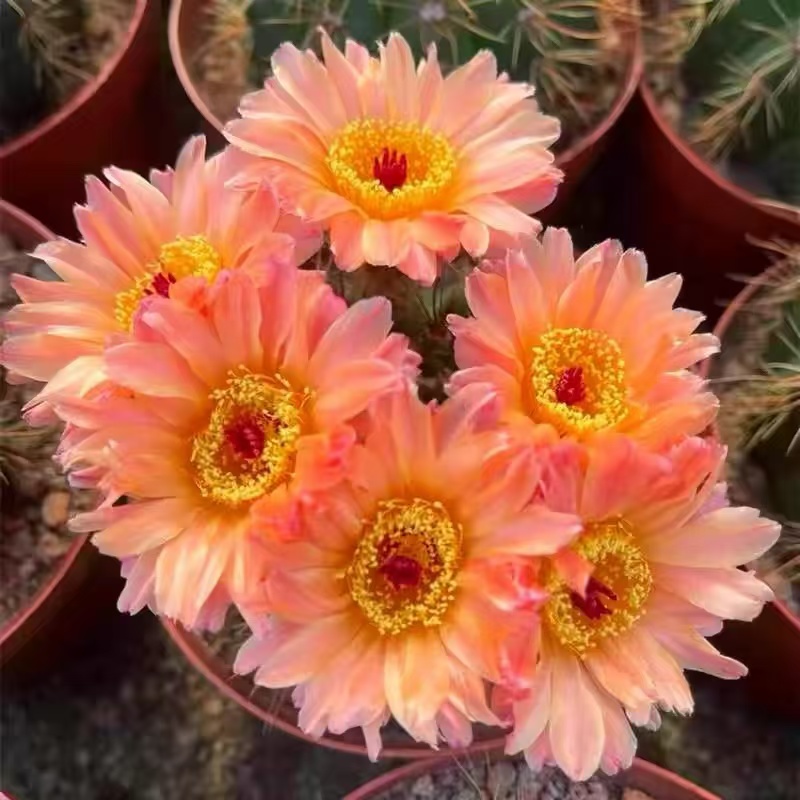 满20包邮仙人球一物一拍裸根发货