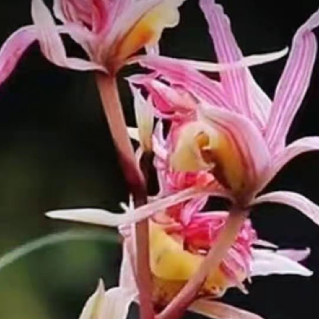 翁源兰花春剑富贵临门开花浓香室内花卉
