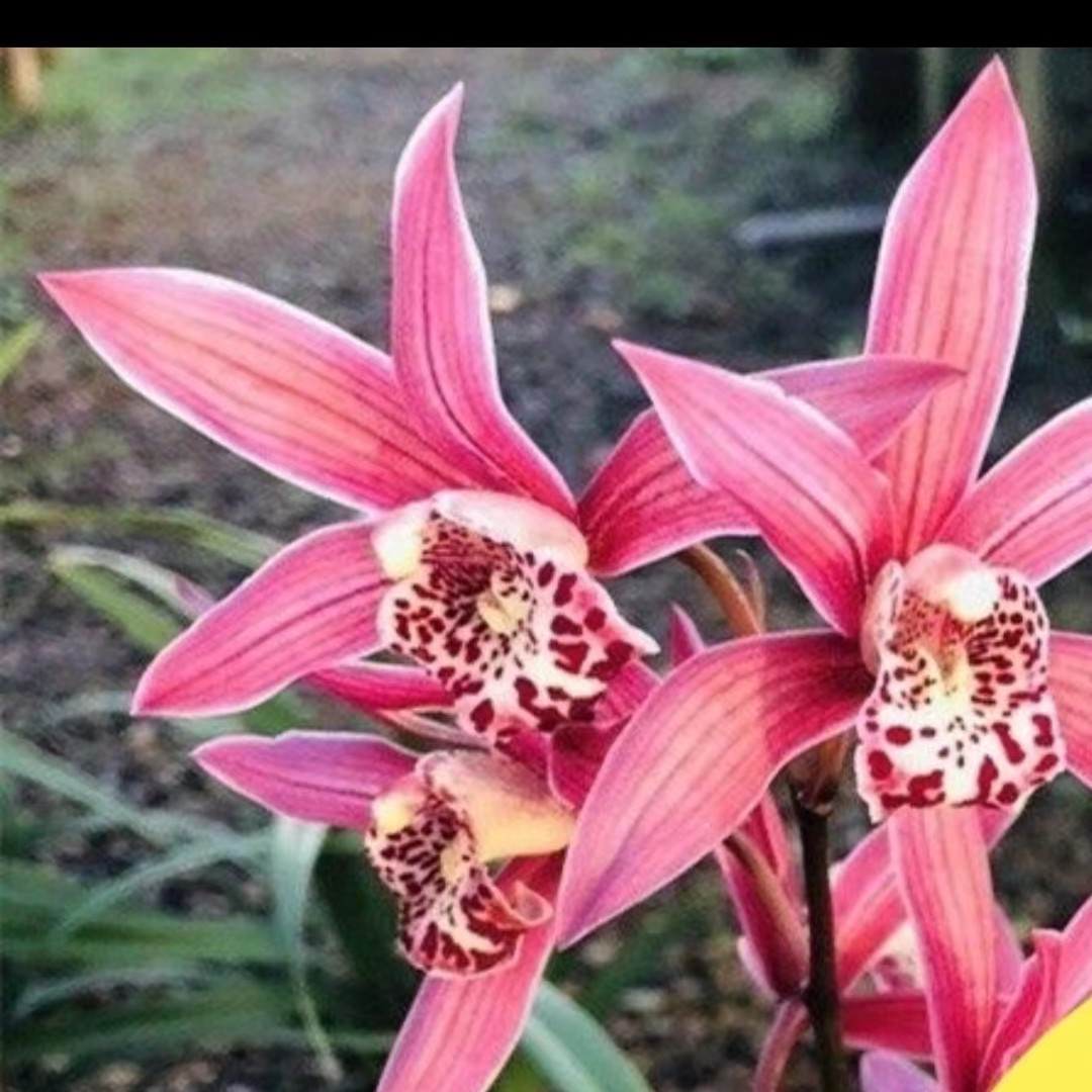 翁源兰花建兰台北小姐开花浓香型室内花卉