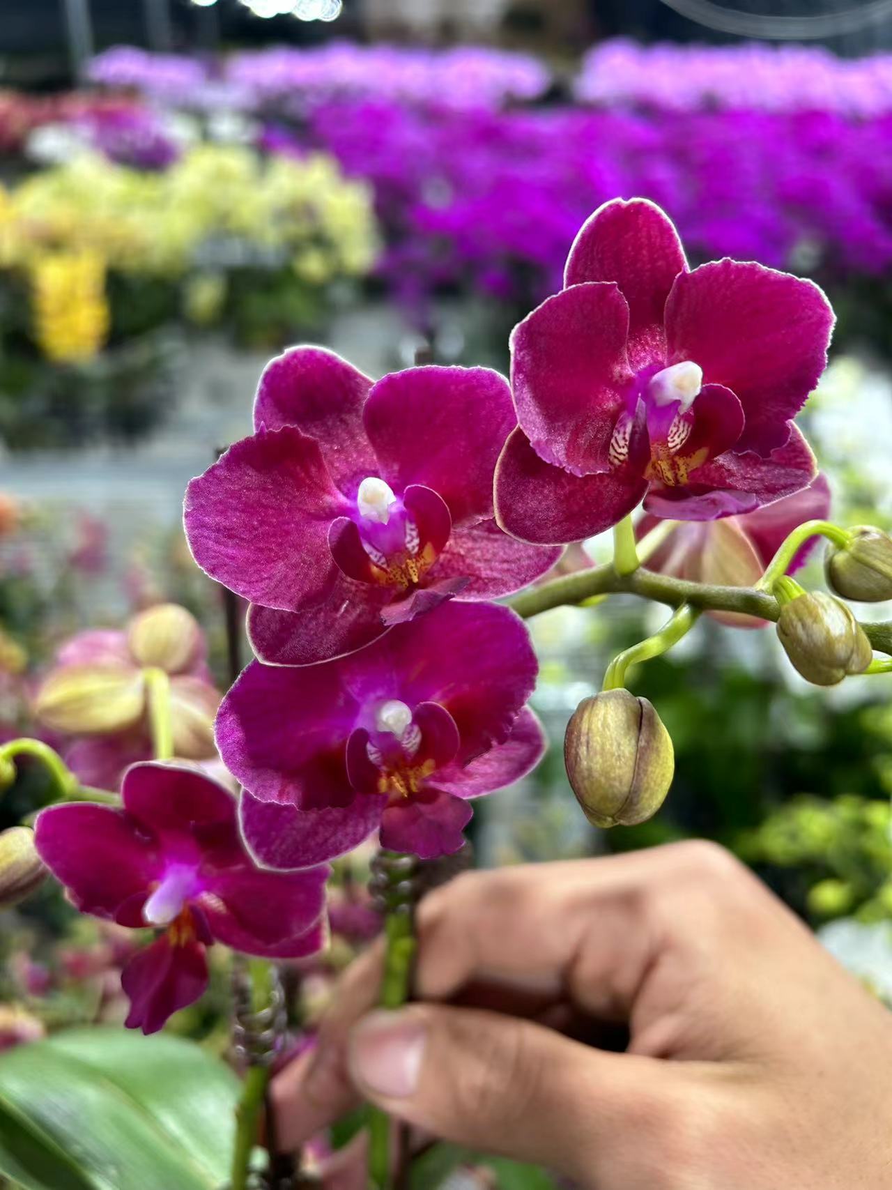 【小陈】蝴蝶兰单花剑带花带花苞发货（甜心公主）叶片瑕疵