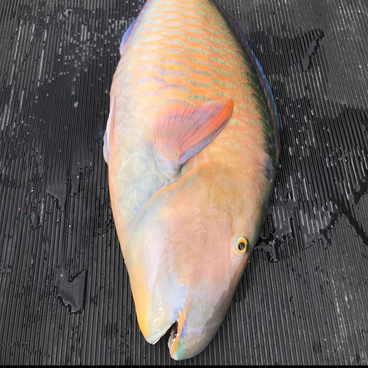 西沙野生粉衣鱼，活体放血去鳃去内脏，真空速冻包邮，顺丰空运到家