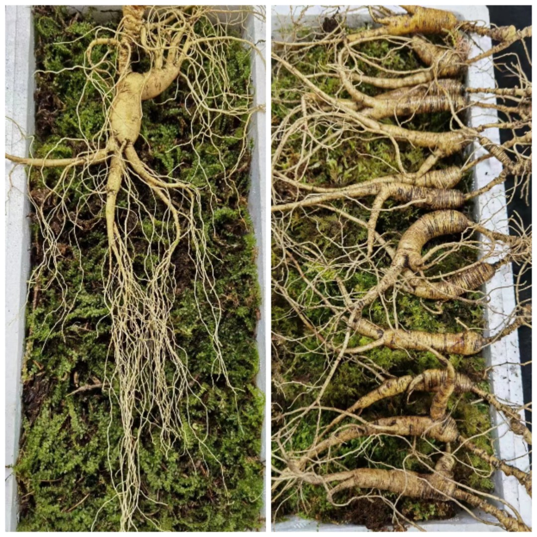 长白山土特产，生鲜根茎类，一物一拍以实物为准，30g改价链接
