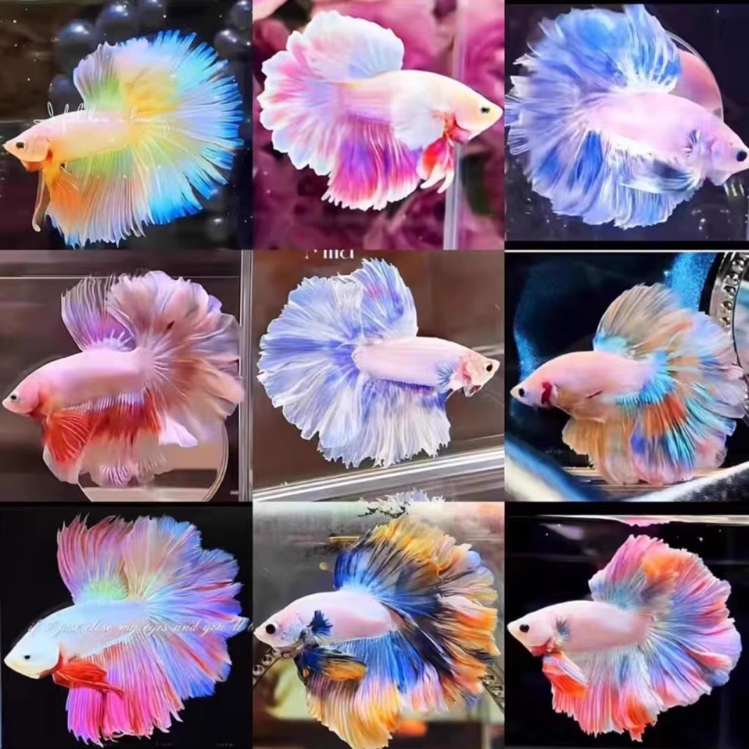 泰国斗鱼活鱼婚纱鱼粉白仙女鱼七彩斗鱼热带鱼小鱼观赏鱼好养耐活