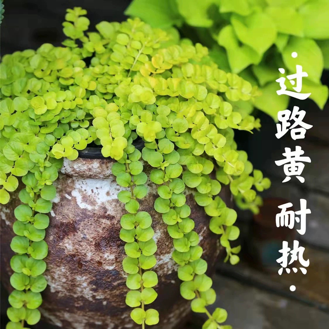 金叶过路黄多年生蔓性垂吊草本四季常绿草坪耐寒耐旱庭院盆栽绿化