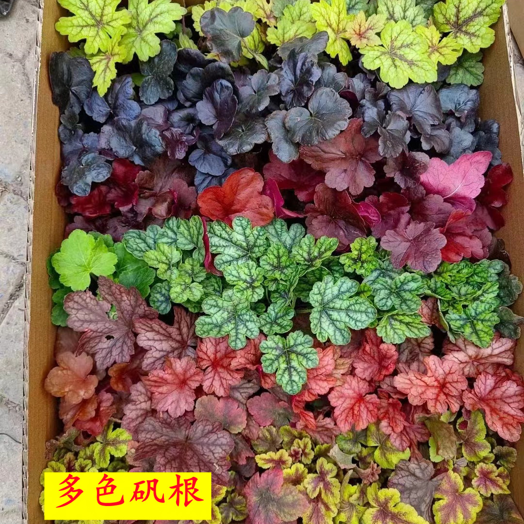 彩叶矾根花苗大苗室外耐寒观叶植物盆栽宿根花卉庭院绿化多色可选