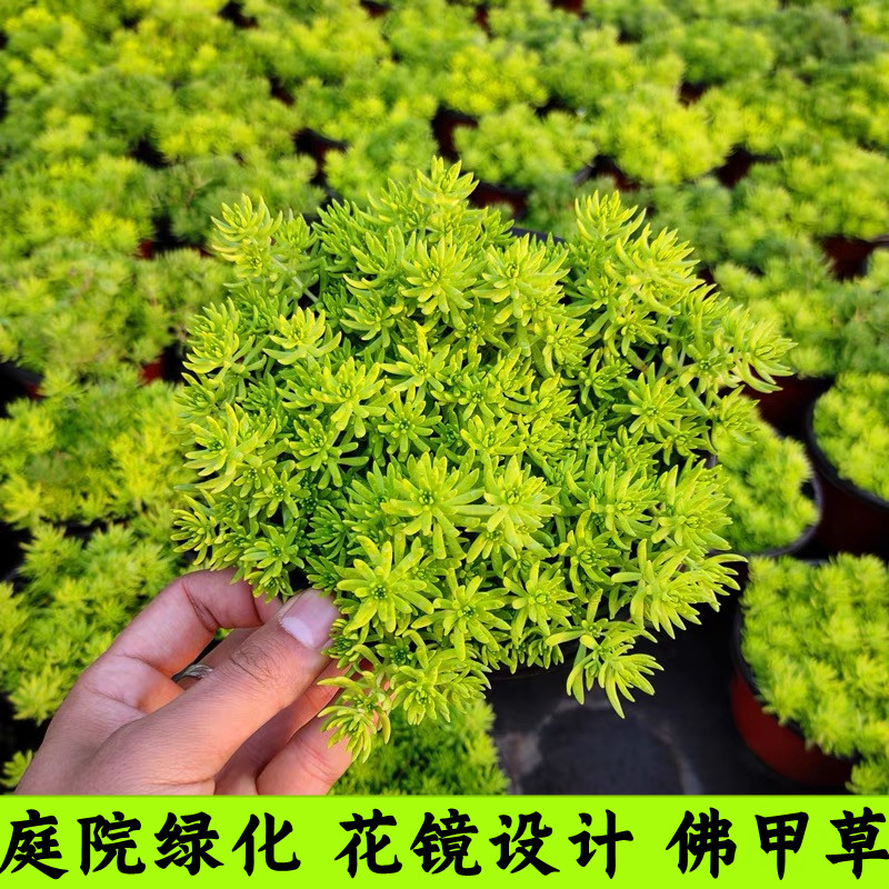 黄金佛甲草多年生四季常绿屋顶庭院草坪绿化耐寒耐旱金叶中华景天