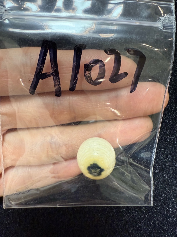 A1027 猛犸牙蓝眼睛单颗配饰