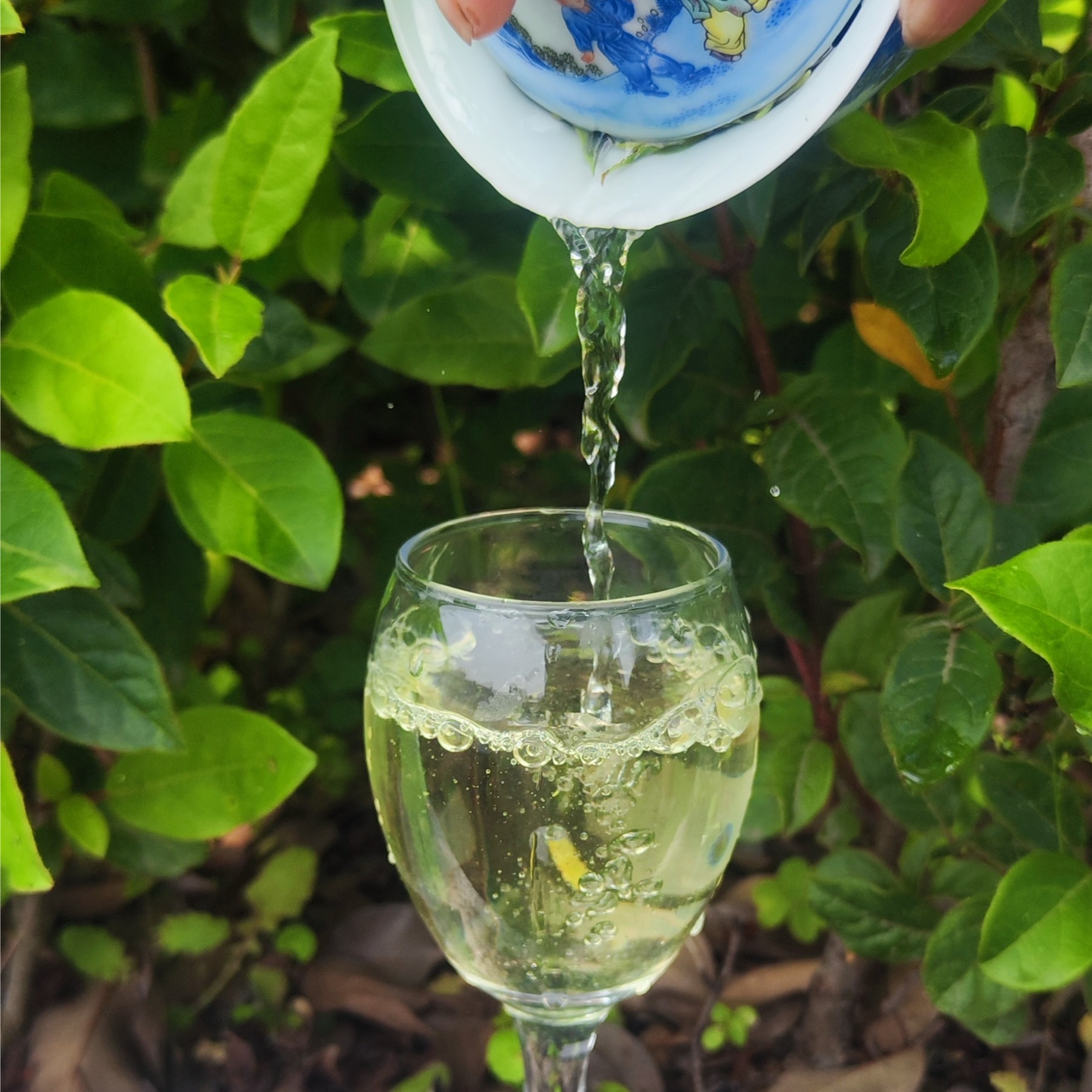 自家茶园福鼎白茶2023年明前兰花香白牡丹泉水甜汤感绵柔散装白茶