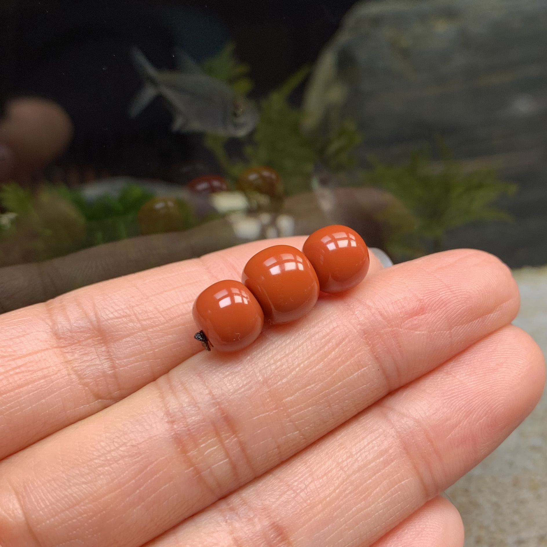 【旷野珠宝】898三连珠一套川料南红老型配珠柿子红满色满肉无优化