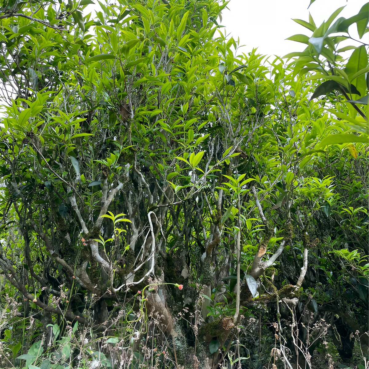 【老枞蜜兰香】潮州单丛蜜兰香醇和鲜爽