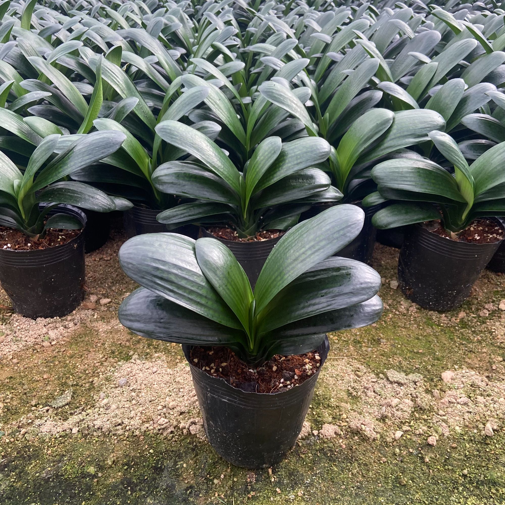 【圆头和尚】君子兰16杯 10~12叶四季常青室内养护绿植原盆土发货