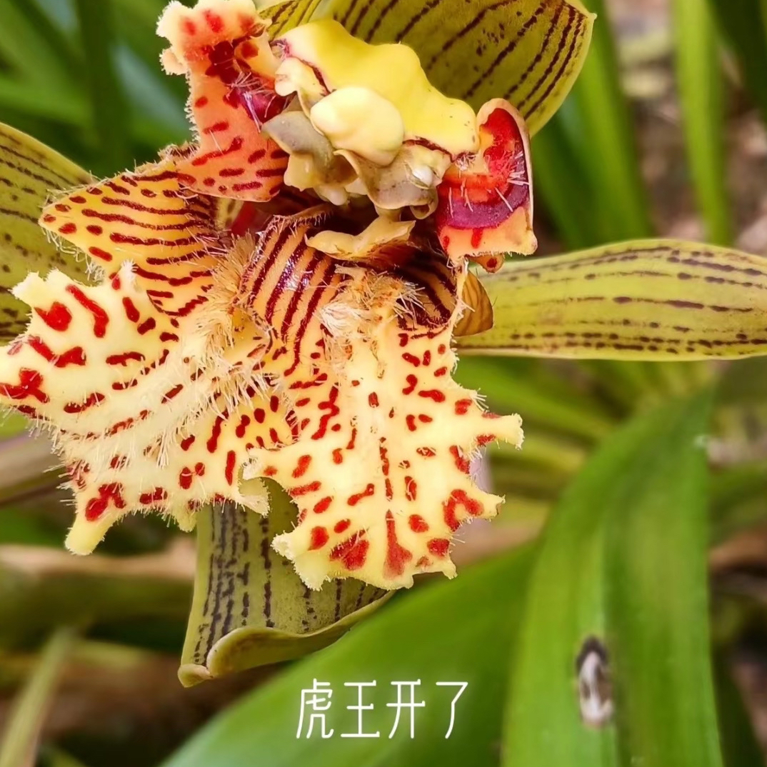 云南高山虎头兰浓香易养活