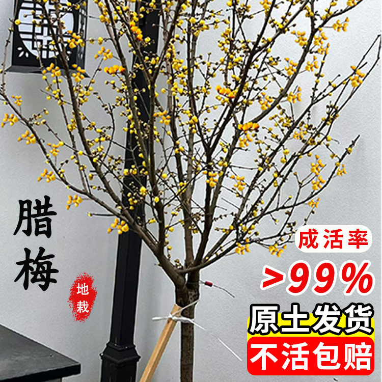 庭院风景树.腊梅花树苗高杆盆栽梅花棒棒糖形冬季美观.室外地栽