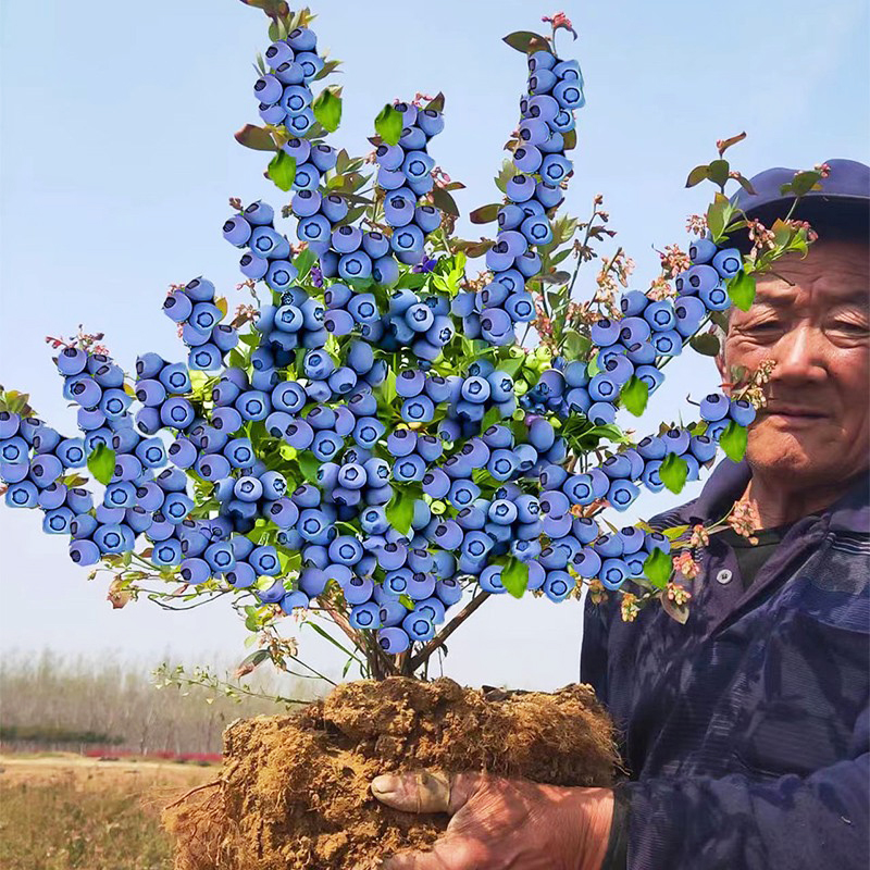 【一物一拍】蓝莓树苗 盆栽阳台果树 四季蓝莓苗南北方种植当年结果