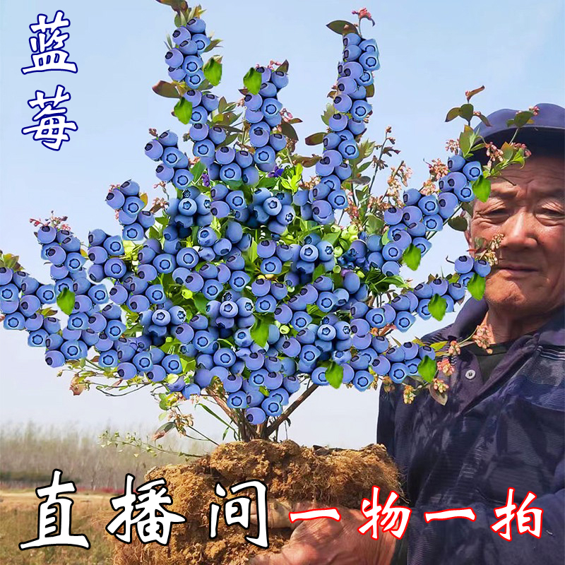 【一物一拍】蓝莓苗盆栽阳台地栽果树蓝莓树苗南方北方种植当年结果