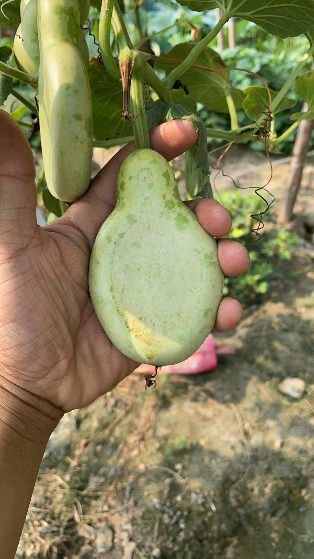 精品家居摆件专拍链接