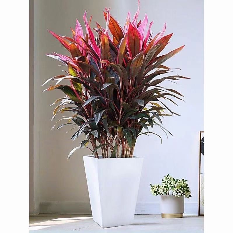 红叶朱蕉盆栽红富贵竹转运竹庭院阳台室内盆栽植物花卉绿植办公室