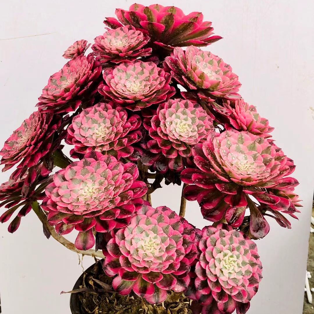 精品 法师多肉一物一拍 植物美观空气庭院仙人掌净化简单黄色绿色
