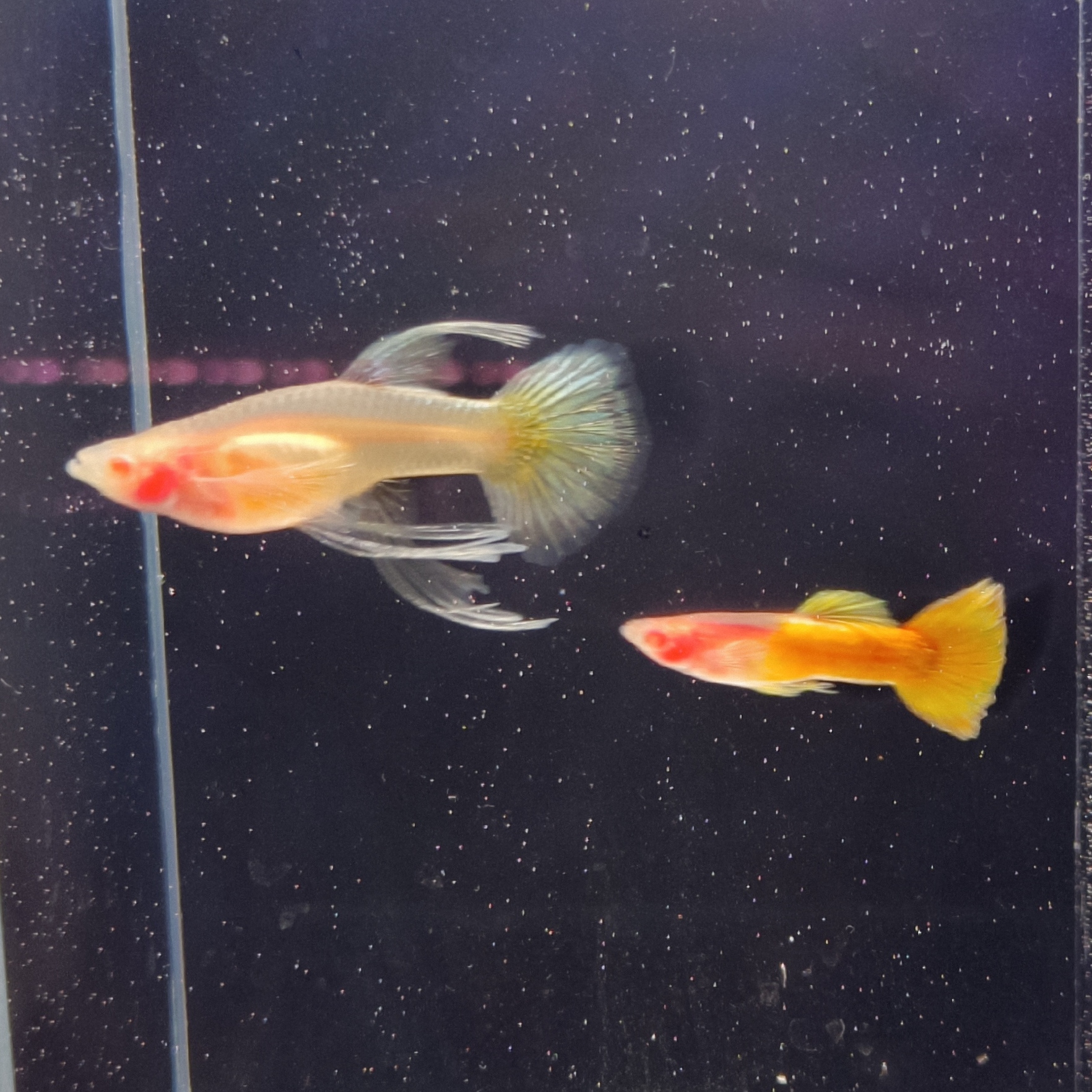 新疆包邮发货精品黄金玻璃体大C孔雀鱼 精品孔雀鱼 热带鱼 家养