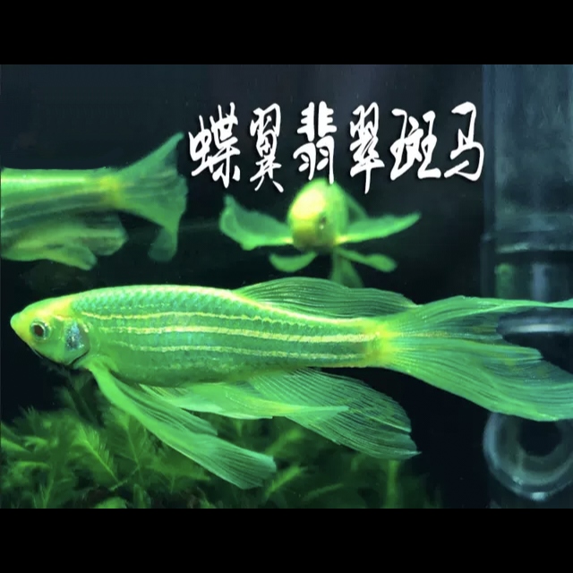 新疆包邮发货蝶翼斑马鱼大号长尾活体小型热带好养淡水翡翠绿