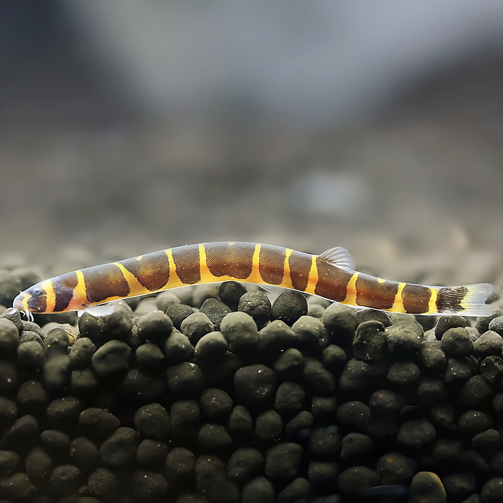 蛇仔鱼苦力缸清洁除涡虫蛋白残渣小型观赏鱼淡水好养