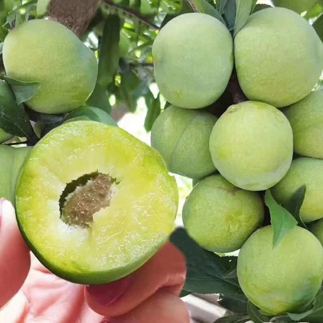 长白山人参果肉饱满