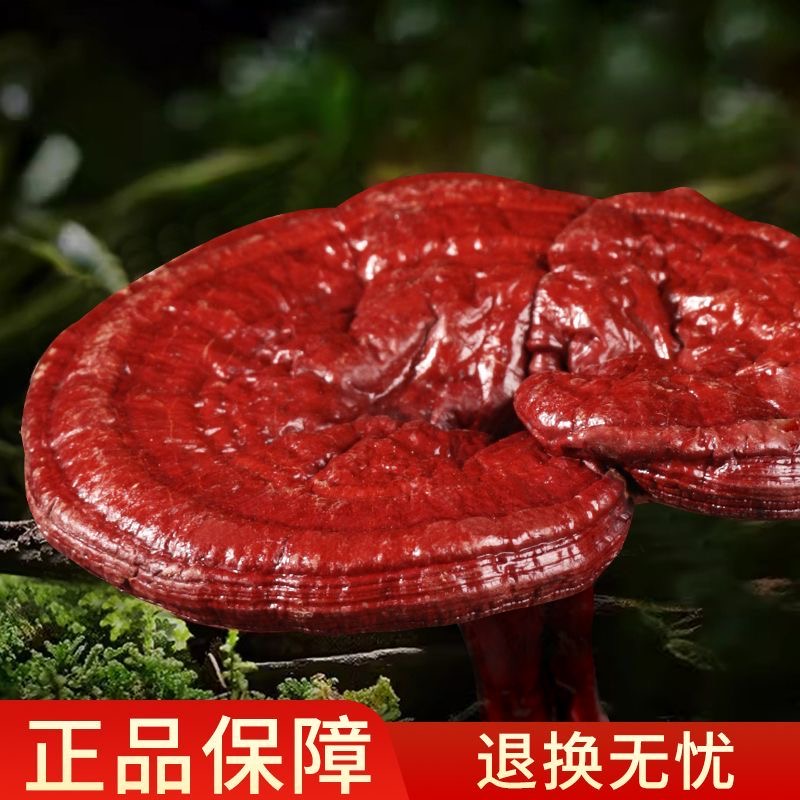 长白山赤灵芝有机干灵芝泡酒煲汤必备无肥无药无残留500g