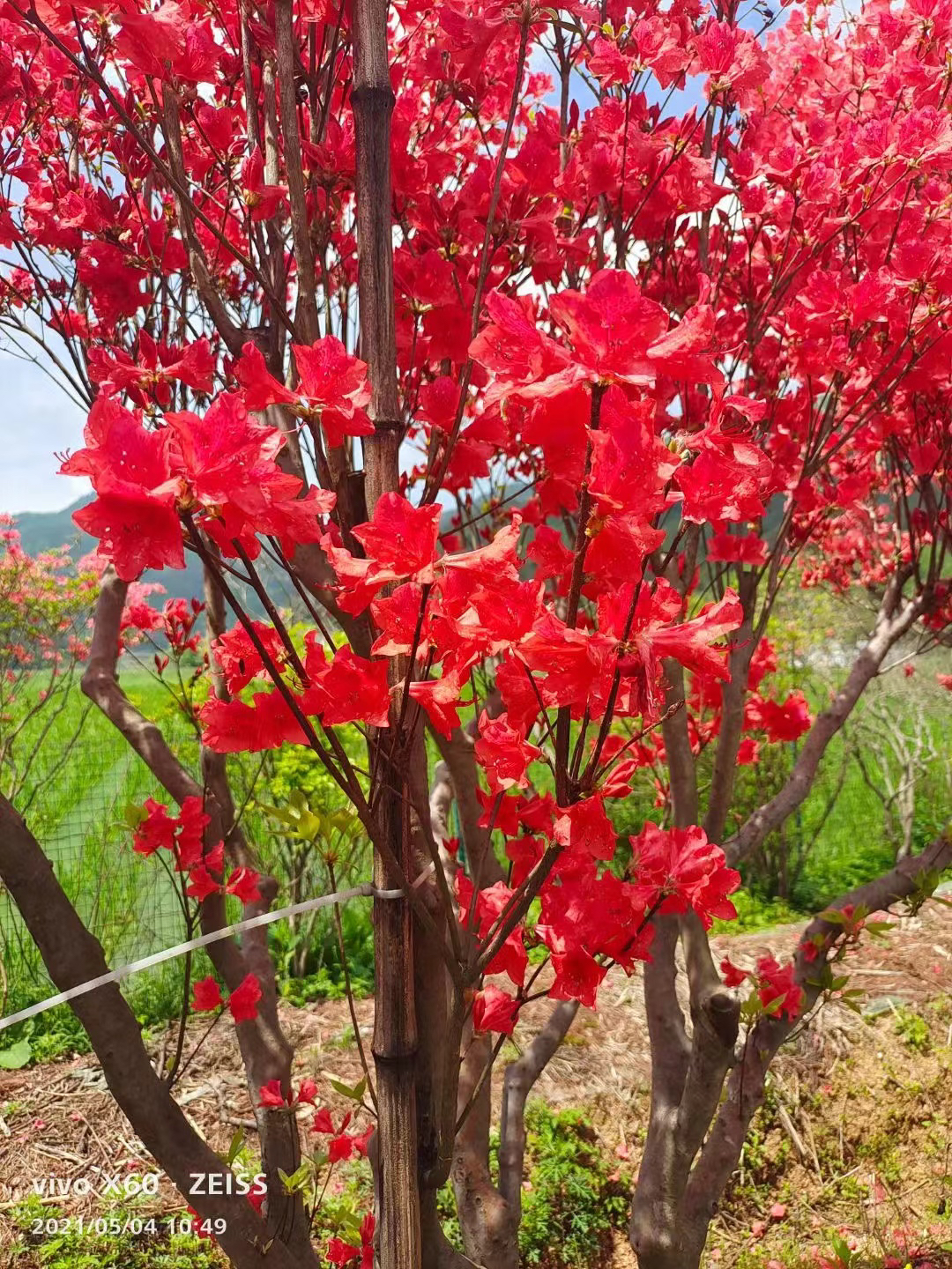 大别山映山红直播链接